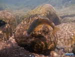 Fighting Brown Trout