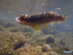 Fighting Brown Trout