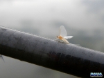 Mayfly Hatch