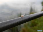 Mayfly On Trout Rod