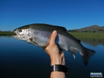 A Rainbow Trout