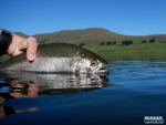 Releasing A Rainbow Trout