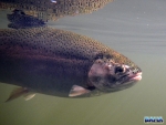 Underwater trout