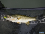 A Small Bass