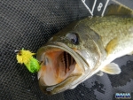 Largemouth Bass