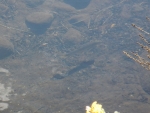 Trout in the pools