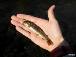 A small wild brown trout