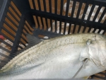 One of Steve\'s good kingies
