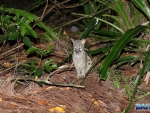 Genets in camp