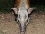 Bush pigs in camp