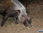 Bush pigs in camp