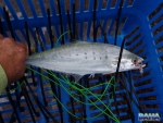 A needlescale queenfish