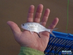 The smallest wavie of the trip