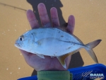 A juvenile kingie