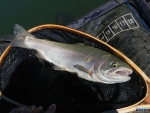 First fish of the trip