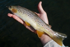 Bushman\'s Bows And Browns