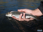 A small rainbow trout