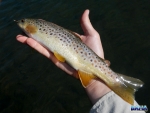A wild brown trout from the Bushman's