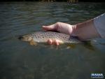 Releasing a wild brown trout