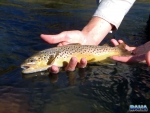 A decent size river brown trout
