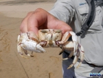 Crab