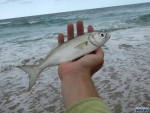 A small shad