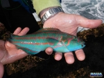 First fish of the trip, a rainbow wrasse
