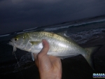 Nighttime shad bashing