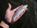 A small Umzimkulu River brown trout