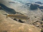 A small Umzimkulu River brown trout