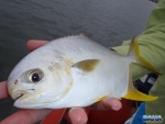 A southern pompano