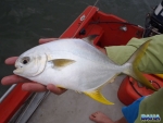 A southern pompano