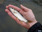 A small Natal yellowfish
