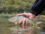 A small yellowfish