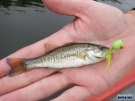Smallest bass of the day. It\'s amazing what they\'ll hit.