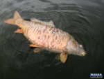 A dead carp we found