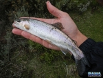 A wild rainbow trout