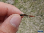 Warren\'s fly he lost a lunker to