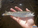 A small rainbow