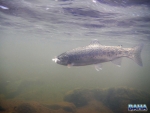 A underwater rainbow trout
