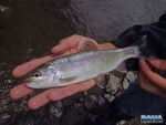 A small bow