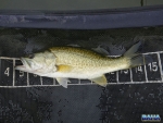 A small bass