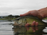 Releasing a bass