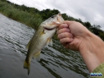 Another largemouth bass