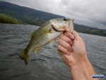 Another largemouth bass