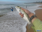 First shad of the morning