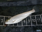 First fish of the trip - a rainbow stockie