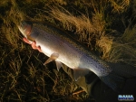 A nice 50cm+ rainbow trout
