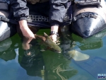 Warren releasing a trout