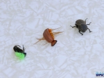 Various beetle flies